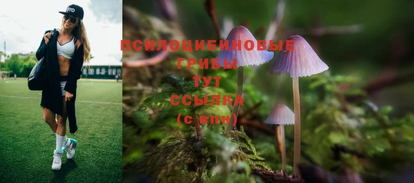 шишки Корсаков